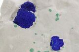 Vibrant Blue Azurite Suns w/ Malachite on Siltstone - Australia #361226-1